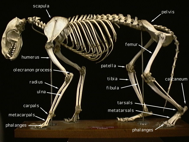 shovelnose guitarfish skeleton