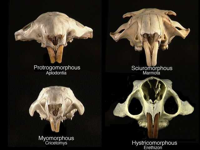 Muskrat Skull Vs Beaver Skull