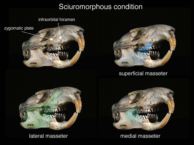 Deuterostomia