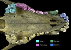 ADW: Differentiation of teeth in an individual