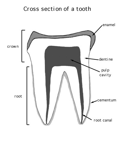 anatomy of teeth dental