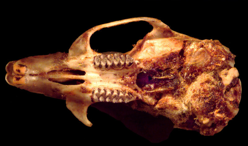 Vertebrata