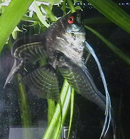 Pterophyllum