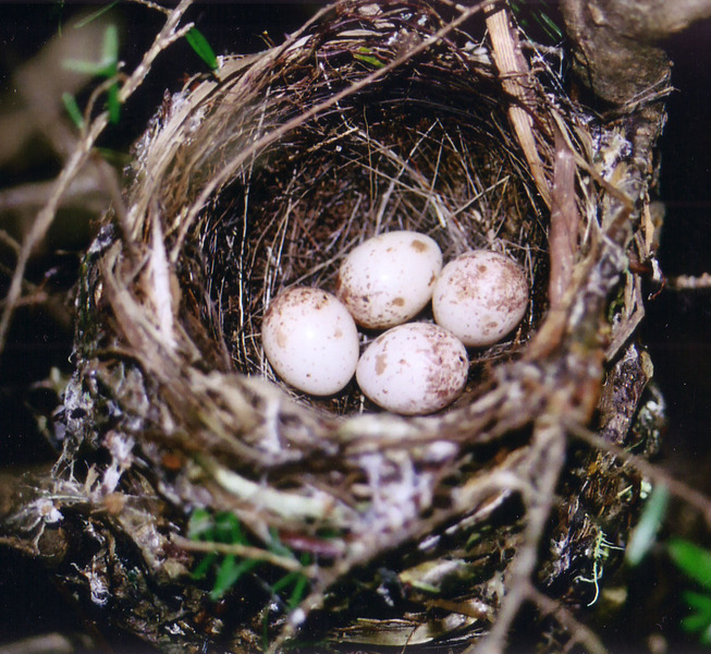 Dendroica caerulescens