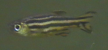 zebrafish1