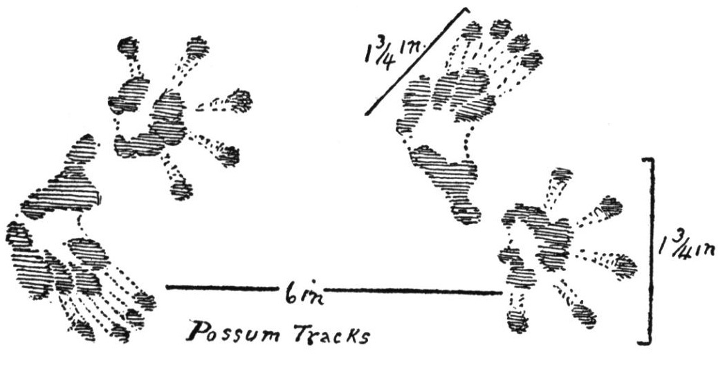 possumtracks