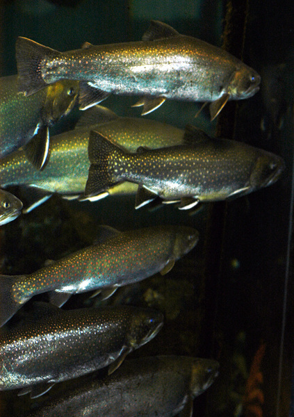 Salvelinus