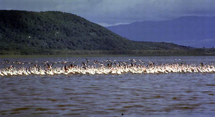 Phoenicopterus ruber