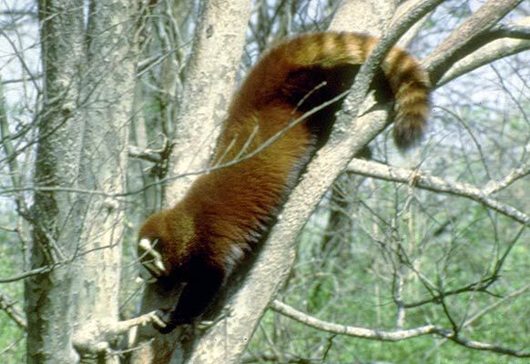 Ailurus fulgens