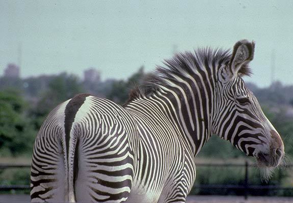 Grevy's zebra  Smithsonian's National Zoo and Conservation Biology  Institute