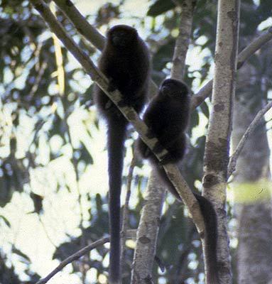 Callicebus moloch