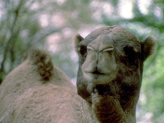 Camel – University of Michigan Museum of Art