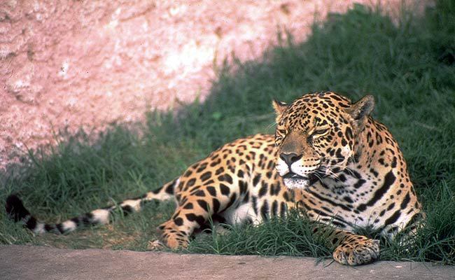 Animal jaguar Jaguar Spirit