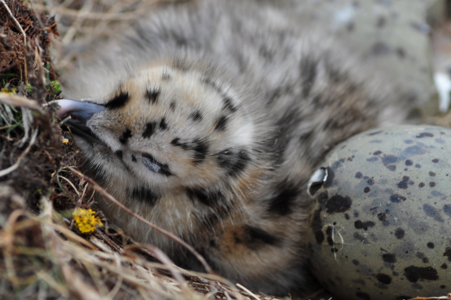 Larus_argentatus_nestling