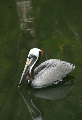 Brown Pelican - SC Picture Project