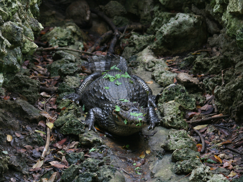 Caiman crocodilus