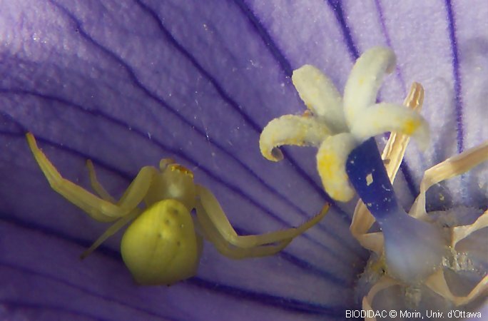 Misumena vatia