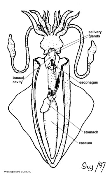 Cephalopoda