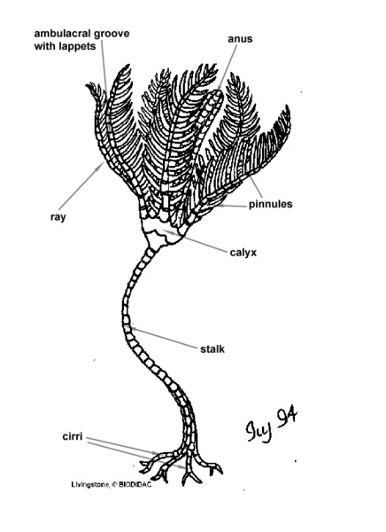 Crinoidea