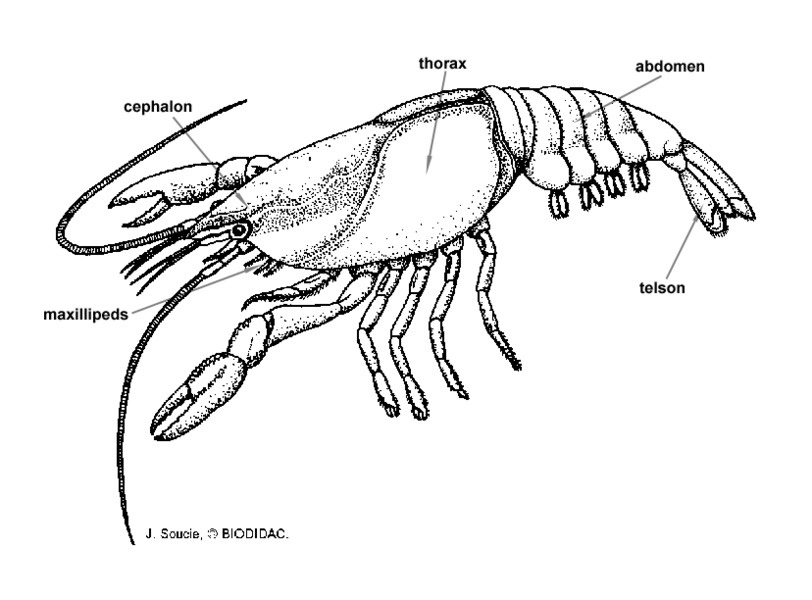 crayfish external anatomy maxillipeds