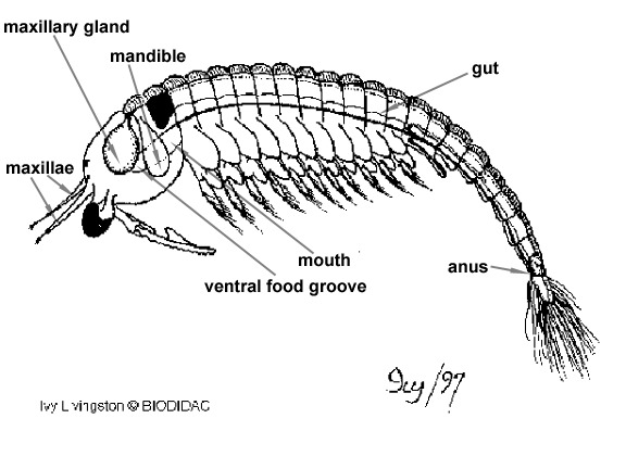 Crustacea