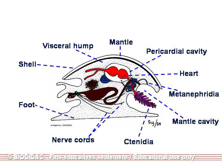 gen_mollusc