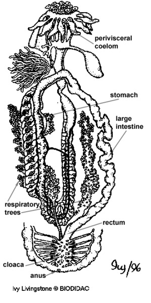 Eumetazoa