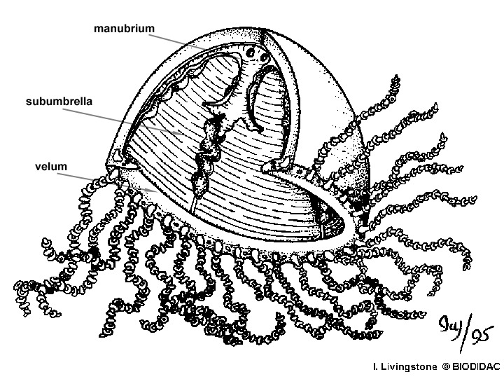 Eumetazoa