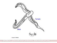 Ancylostoma Duodenale Morphology Labeled