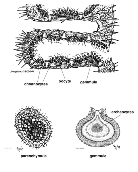 during what stage in its life cycle does a sponge move