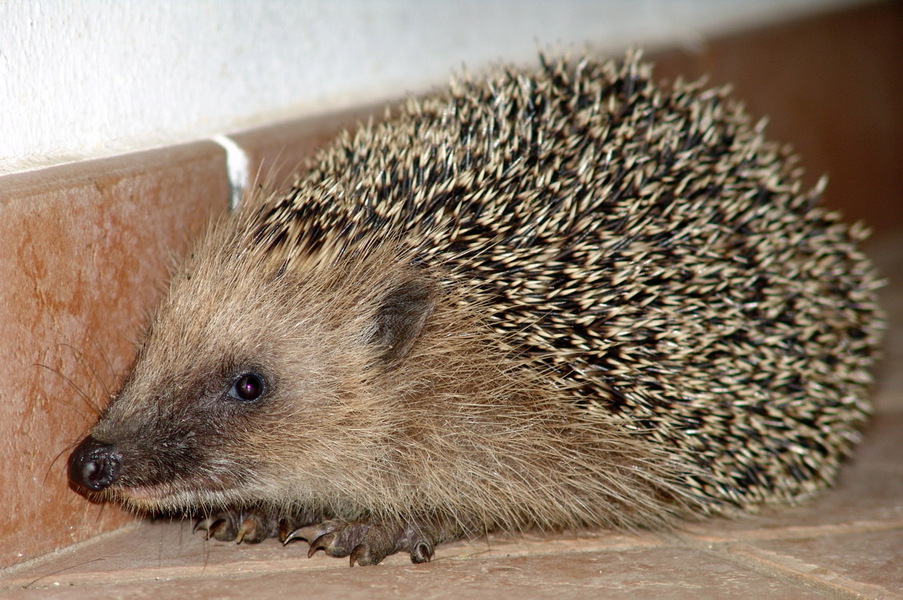 amuse hedgehog