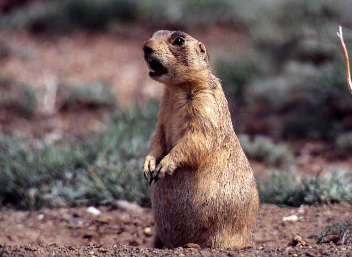 are prairie dogs the same as ground squirrels