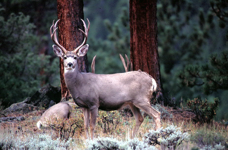 mule deer gestation period