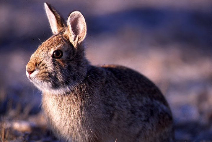 ADW: Sylvilagus floridanus: INFORMATION