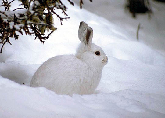 Snowshoe Hare  Lepus americanus