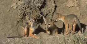 vulpesmacrotis