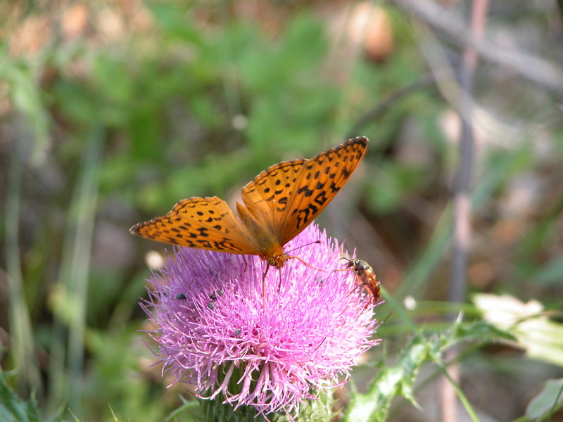 great_spangled_fritillary
