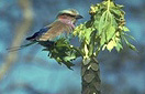 Coracias