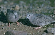 Columbina inca