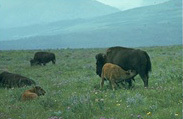 Bison