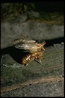 Cicadidae