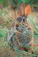 Sylvilagus floridanus