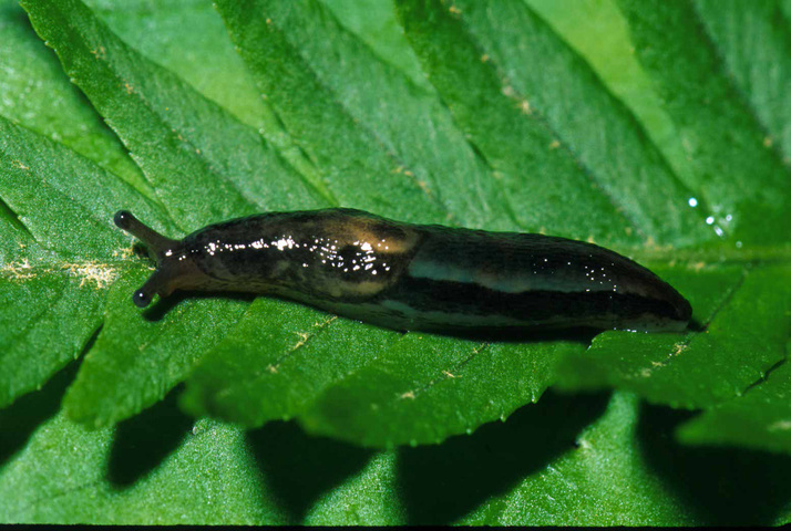 Photo of Limax maximus