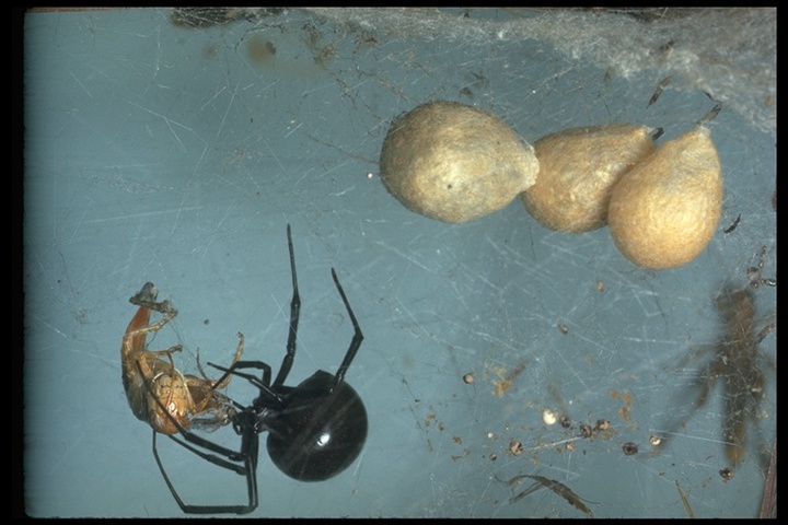 Black Widow Spider Diet / Black Widow Spiders National Geographic : Like many spiders, the black widow spider eats other arachnids and insects that get caught in their webs.