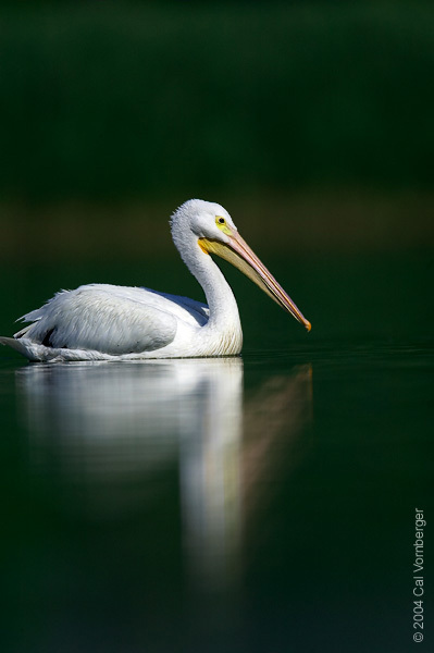 Pelecanus erythrorhynchos