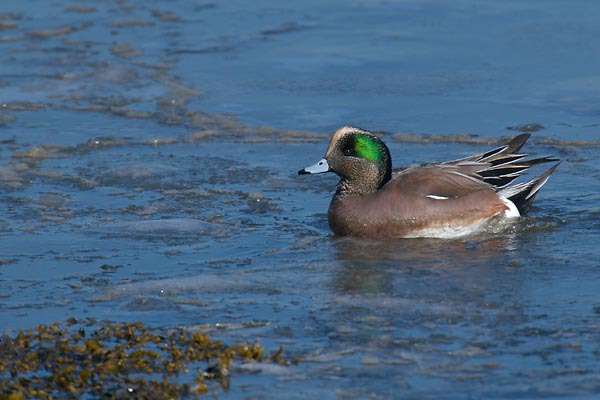 Anseriformes