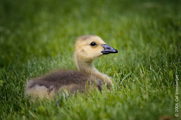 Anseriformes