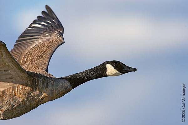 Branta canadensis