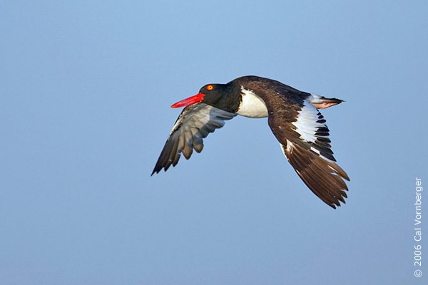 Haematopus palliatus