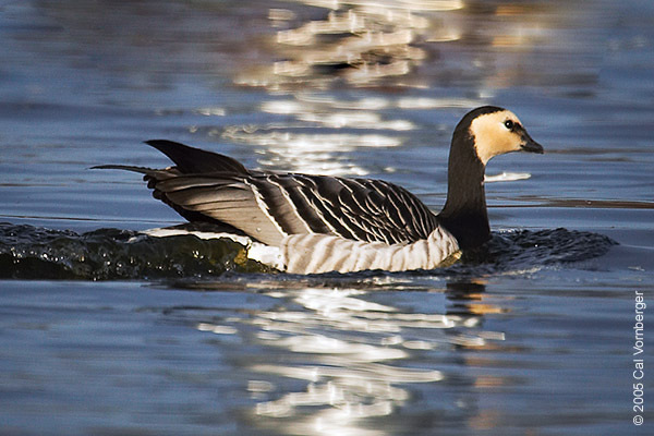 Barnacle goose, Migratory, Arctic, Tundra